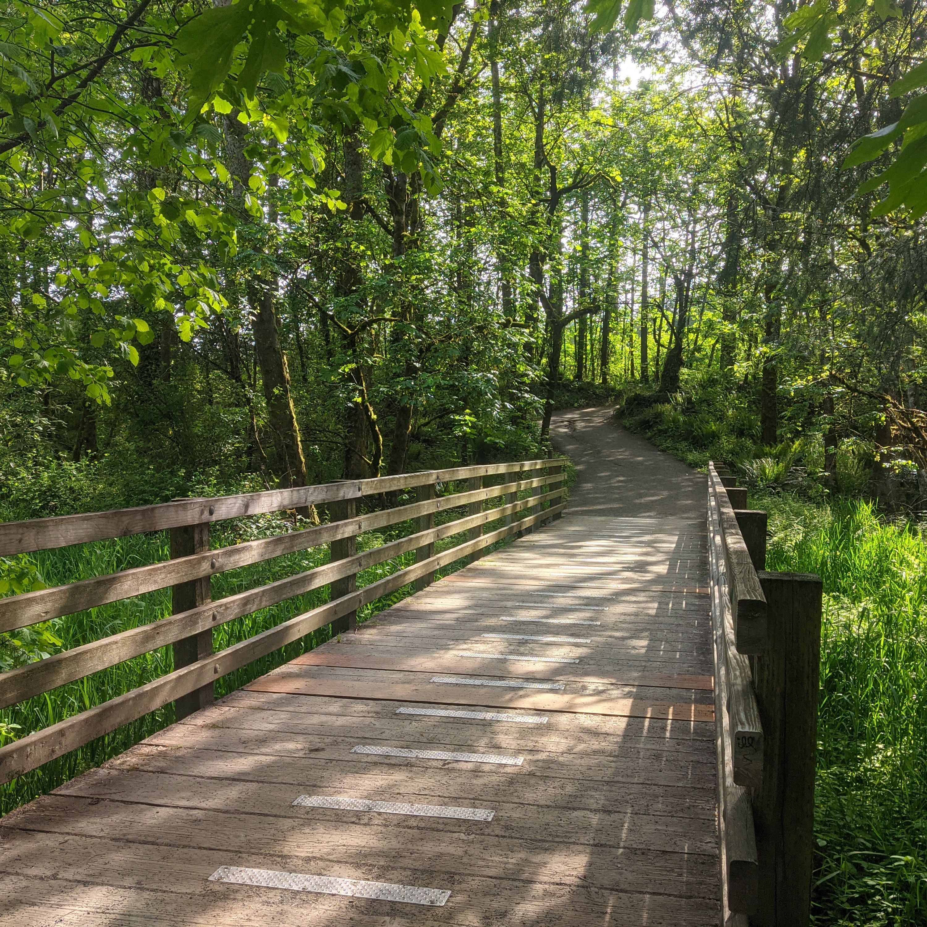 A forested trail at Round Lake WA